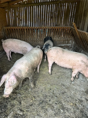 vand porci - imagine 2