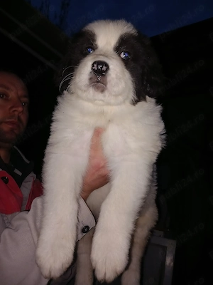 Catei ciobanesti românești de bucovina  - imagine 3