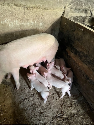 vand scroafa si 9 purcei de 6 saptamani