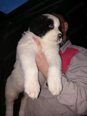 Catei ciobanesti românești de bucovina  - imagine 5