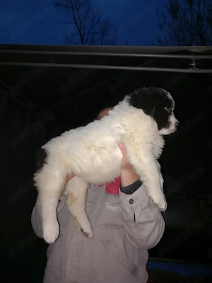 Catei ciobanesti românești de bucovina  - imagine 2