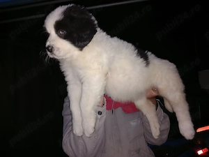 Catei ciobanesti românești de bucovina  - imagine 4