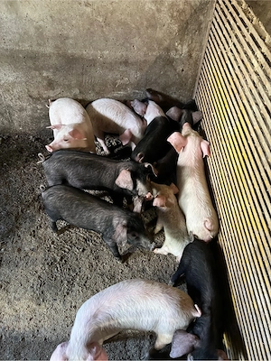 vand purcei de 9 saptamani