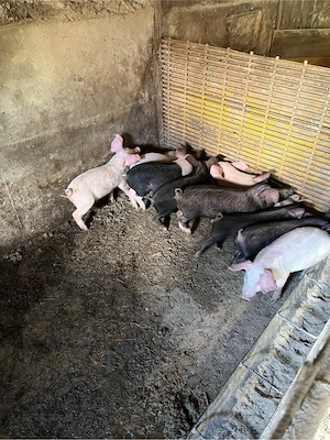 vand purcei de 9 saptamani - imagine 2