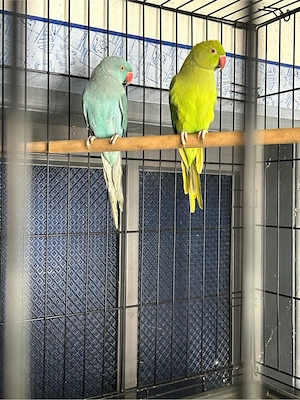 papagali micul alexandru  - imagine 2