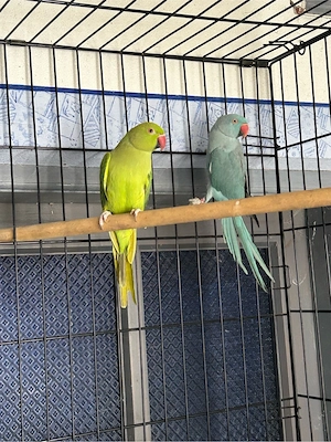 papagali micul alexandru 