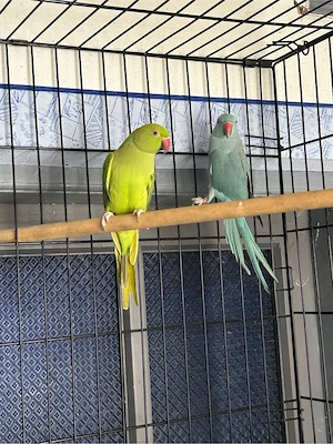 papagali micul alexandru  - imagine 5