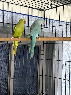 papagali micul alexandru  - imagine 3