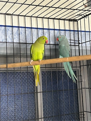 papagali micul alexandru  - imagine 4