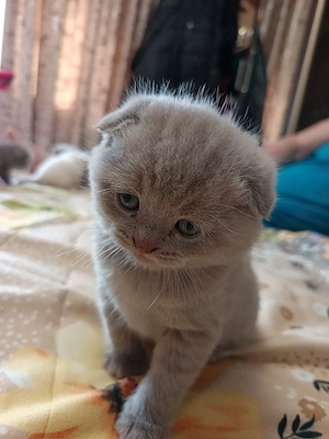 pisici British Fold  - imagine 2