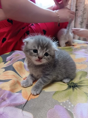 pisici British Fold  - imagine 3