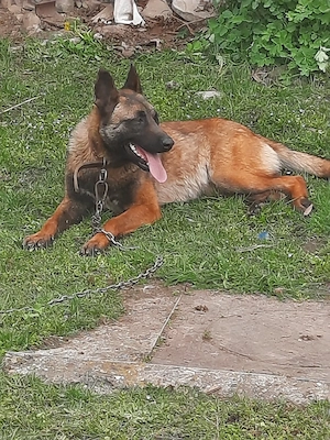 de vanzare femela ciobanesc malinois