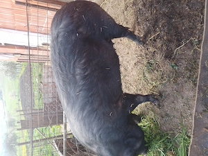 Vând porc tel zero șapte cinci noua șase șapte trei noua trei sapte  - imagine 2