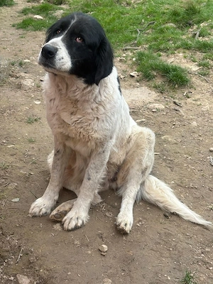 vand purciei - imagine 2