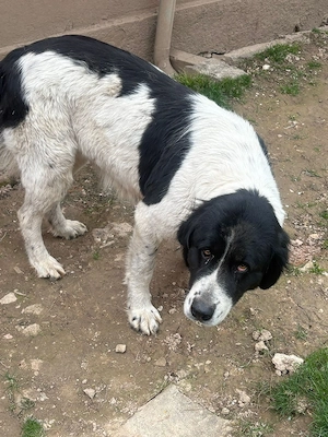 vand purciei - imagine 3