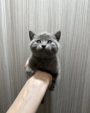 Pui scottish fold - imagine 2