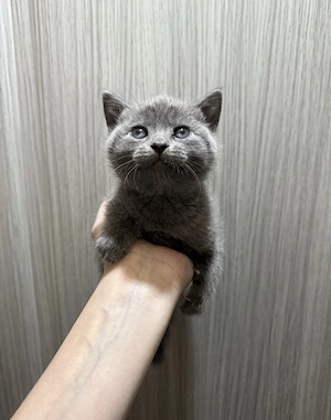 Pui scottish fold - imagine 3