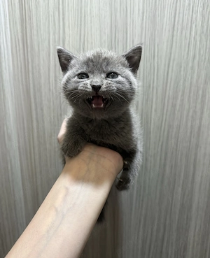 Pui scottish fold - imagine 4