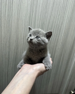 Pui scottish fold - imagine 5