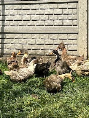 Rațe moțate și rațe polare  - imagine 5