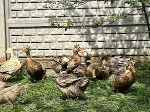 Rațe moțate și rațe polare 