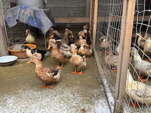 Rațe moțate și rațe polare  - imagine 2