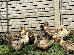 Rațe moțate și rațe polare  - imagine 3