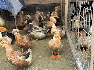 Rațe moțate și rațe polare  - imagine 4