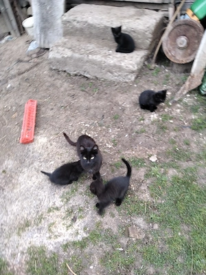 De vânzare doi frați 