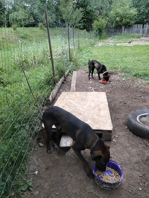 De vânzare doi frați  - imagine 3