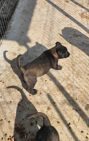 Căței Belgian Malinois 