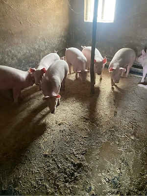 vand soldani - imagine 2