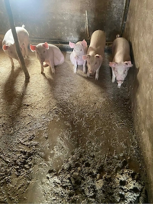 vand soldani - imagine 3