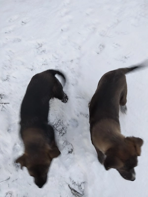 De vânzare doi frați  - imagine 4