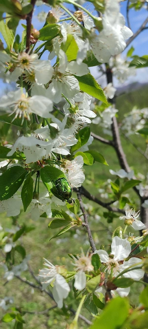 ofer servicii de curățenie, intretinere in curte si gradina