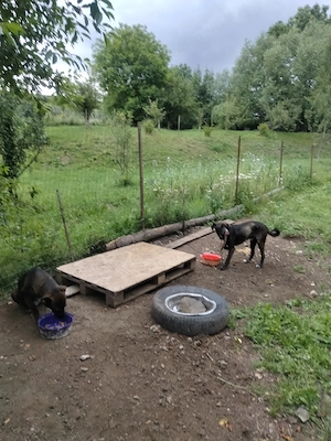 De vânzare doi frați  - imagine 2