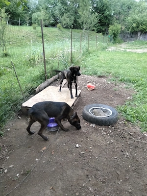 De vânzare doi frați  - imagine 5