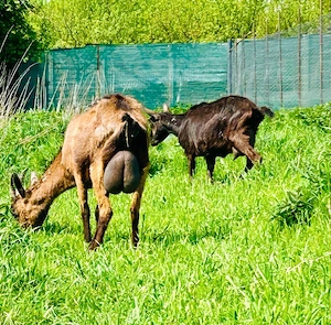 Alpina Franceza  Ieduțe si Țapisori