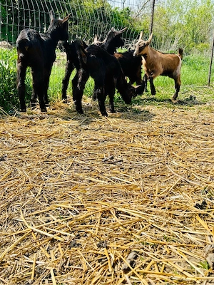 Alpina Franceza  Ieduțe si Țapisori - imagine 3