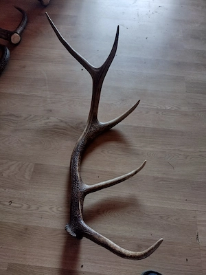 vand Corn 90cm.5raze