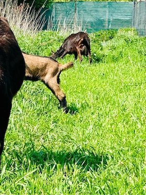 Capre Alpina Franceza genetica Deosebita - imagine 3