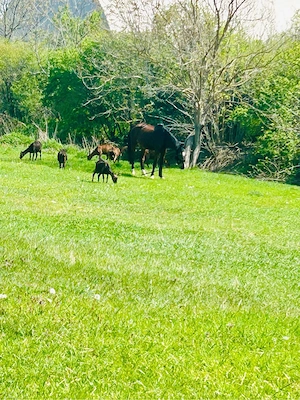 Capre Alpina Franceza genetica Deosebita - imagine 2