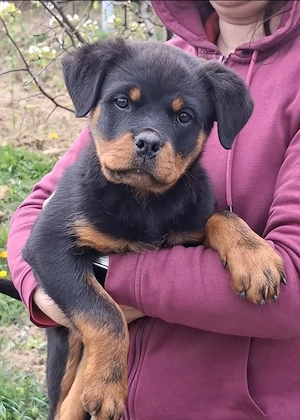 Pui Rottweiler (Femela) cu Pedigree  - imagine 2