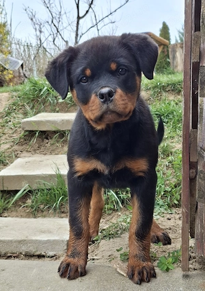 Pui Rottweiler (Femela) cu Pedigree 