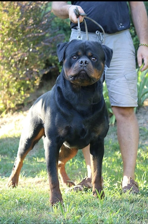 Pui Rottweiler (Femela) cu Pedigree  - imagine 4