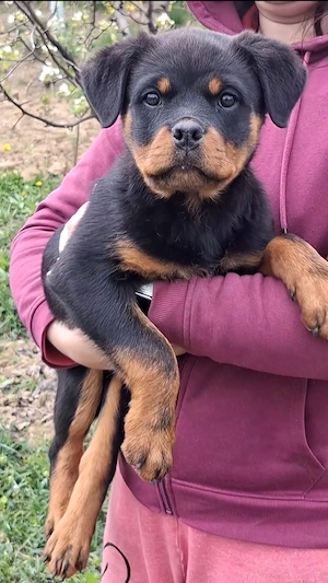 Pui Rottweiler (Femela) cu Pedigree  - imagine 3