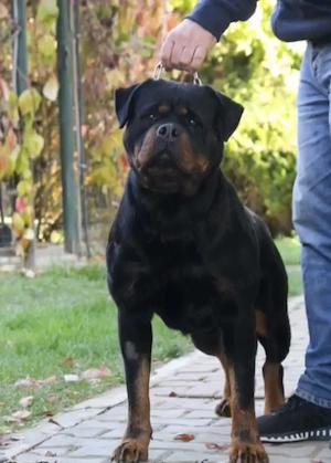Pui Rottweiler (Femela) cu Pedigree  - imagine 5