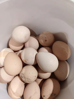 vând ouă de gâscă si biblică  - imagine 2