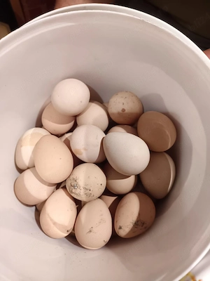 vând ouă de gâscă si biblică 