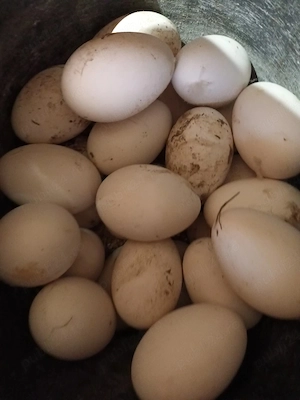 vând ouă de gâscă si biblică  - imagine 3